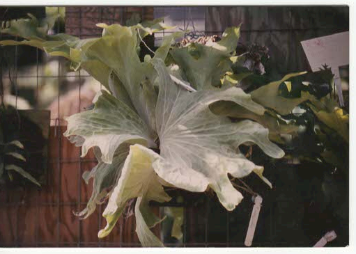 Platycerium Wallichii